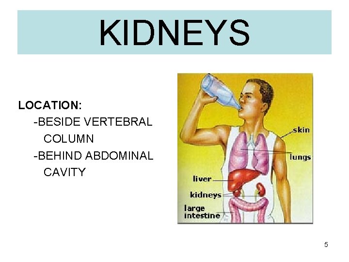 KIDNEYS LOCATION: -BESIDE VERTEBRAL COLUMN -BEHIND ABDOMINAL CAVITY 5 