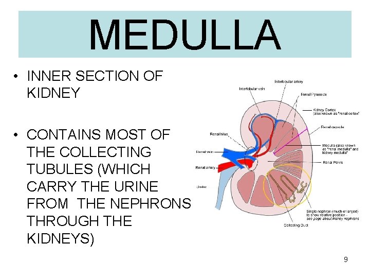 MEDULLA • INNER SECTION OF KIDNEY • CONTAINS MOST OF THE COLLECTING TUBULES (WHICH