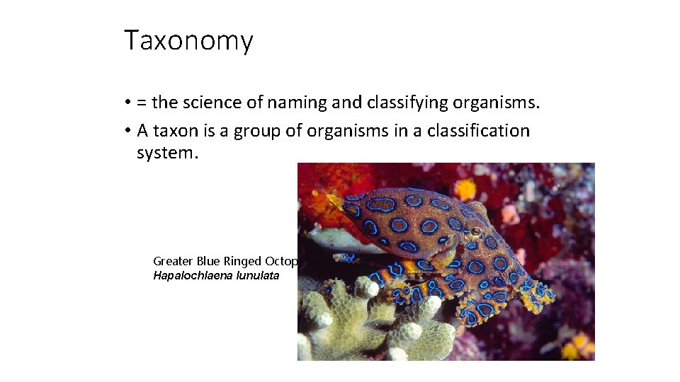 Taxonomy • = the science of naming and classifying organisms. • A taxon is