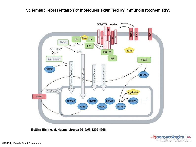 Schematic representation of molecules examined by immunohistochemistry. Bettina Bisig et al. Haematologica 2013; 98: