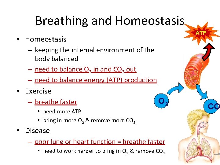 Breathing and Homeostasis ATP • Homeostasis – keeping the internal environment of the body