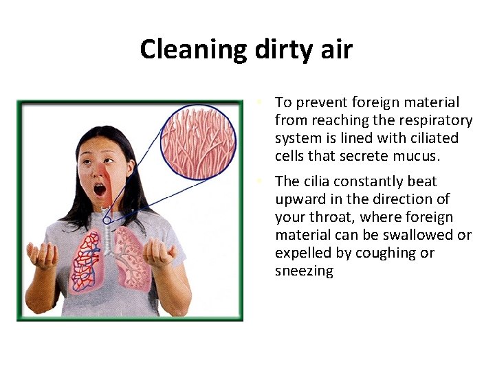 Cleaning dirty air • To prevent foreign material from reaching the respiratory system is