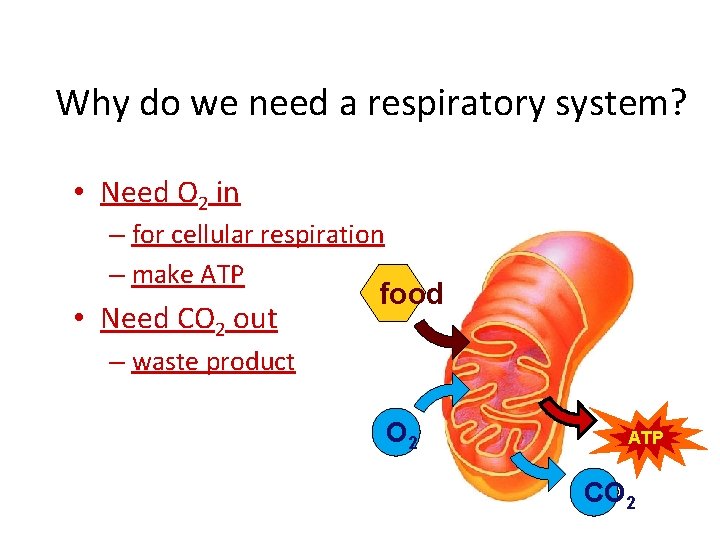 Why do we need a respiratory system? • Need O 2 in – for