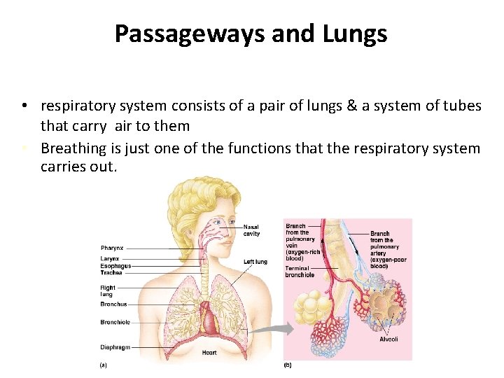 Passageways and Lungs • respiratory system consists of a pair of lungs & a