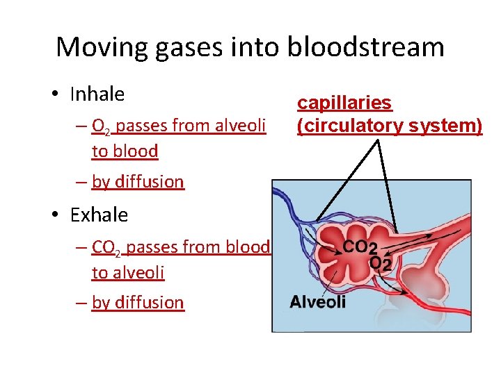Moving gases into bloodstream • Inhale – O 2 passes from alveoli to blood