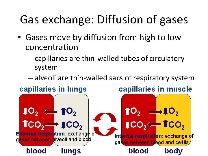 Gas exchange: Diffusion of gases • Gases move by diffusion from high to low