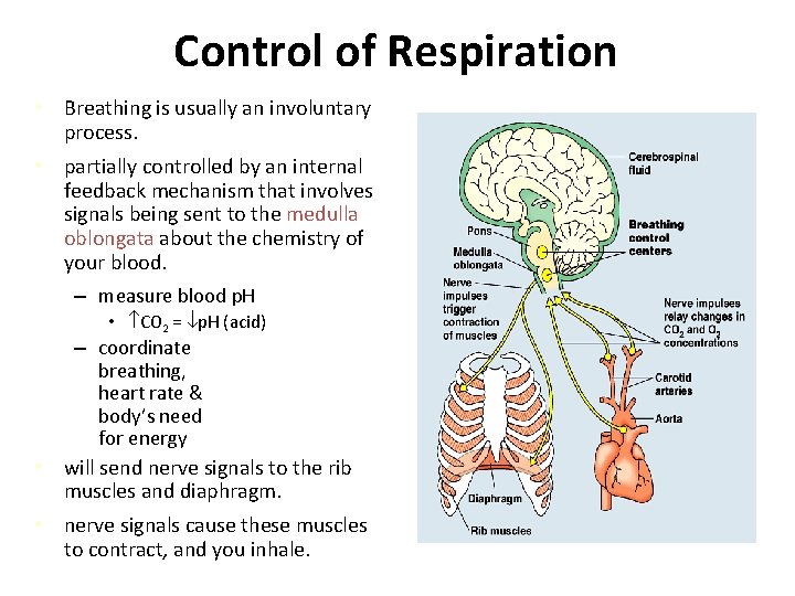 Control of Respiration • Breathing is usually an involuntary process. • partially controlled by