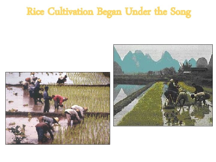 Rice Cultivation Began Under the Song 