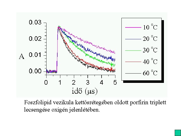 Foszfolipid vezikula kettősrétegében oldott porfirin triplett lecsengése oxigén jelenlétében. 