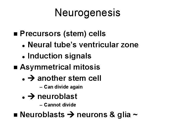 Neurogenesis Precursors (stem) cells l Neural tube’s ventricular zone l Induction signals n Asymmetrical