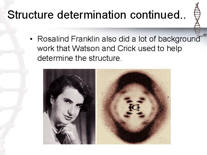 Structure determination continued. . • Rosalind Franklin also did a lot of background work Structure determination continued. . • Rosalind Franklin also did a lot of background work