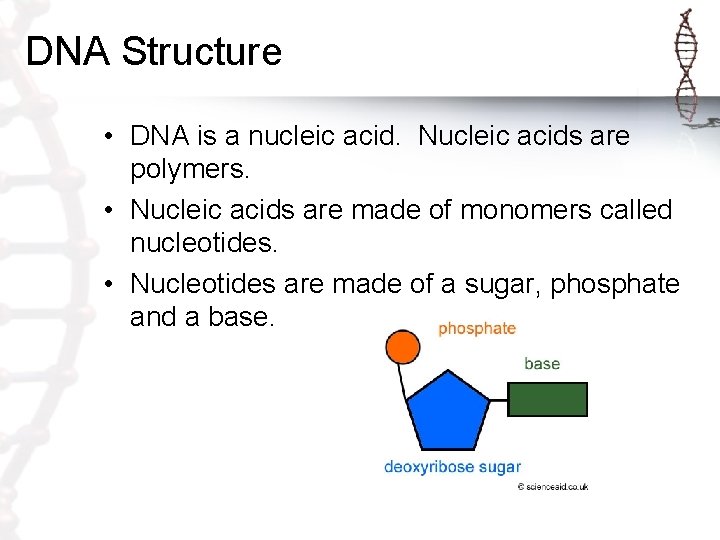 DNA Structure • DNA is a nucleic acid. Nucleic acids are polymers. • Nucleic DNA Structure • DNA is a nucleic acid. Nucleic acids are polymers. • Nucleic