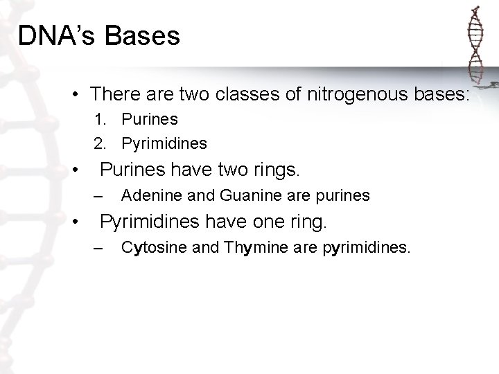 DNA’s Bases • There are two classes of nitrogenous bases: 1. Purines 2. Pyrimidines DNA’s Bases • There are two classes of nitrogenous bases: 1. Purines 2. Pyrimidines