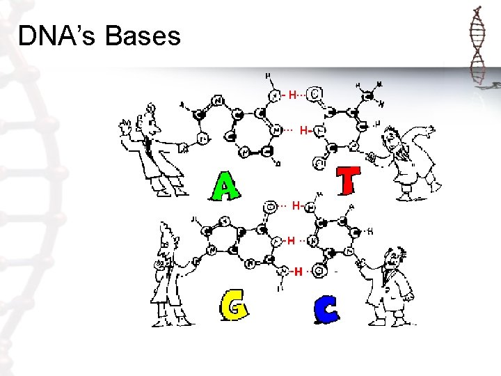 DNA’s Bases DNA’s Bases
