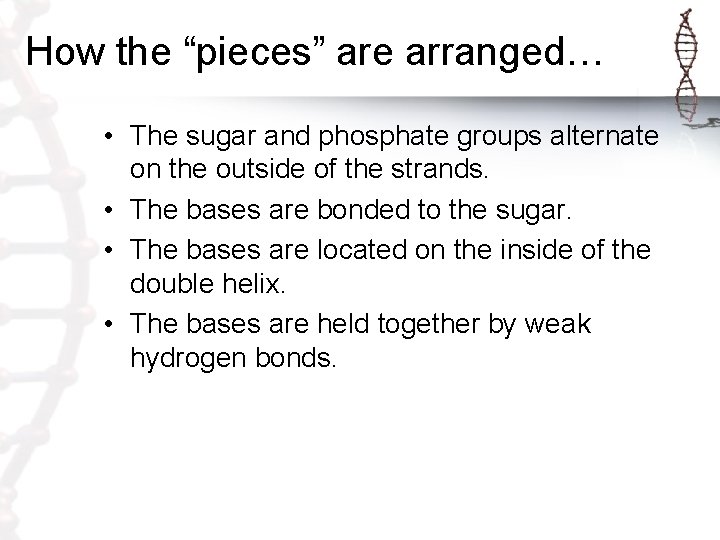 How the “pieces” are arranged… • The sugar and phosphate groups alternate on the How the “pieces” are arranged… • The sugar and phosphate groups alternate on the