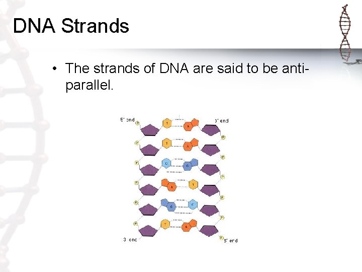 DNA Strands • The strands of DNA are said to be antiparallel. DNA Strands • The strands of DNA are said to be antiparallel.