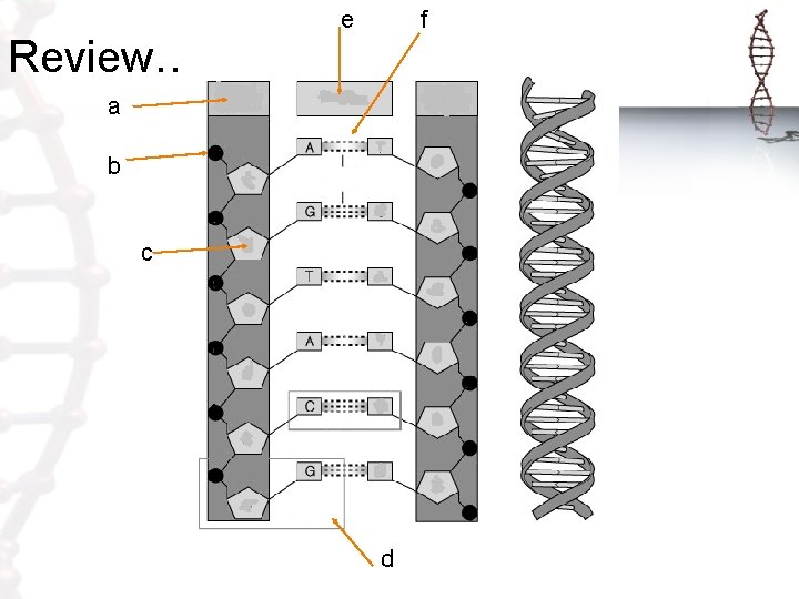 Review……. e f a b c d Review……. e f a b c d