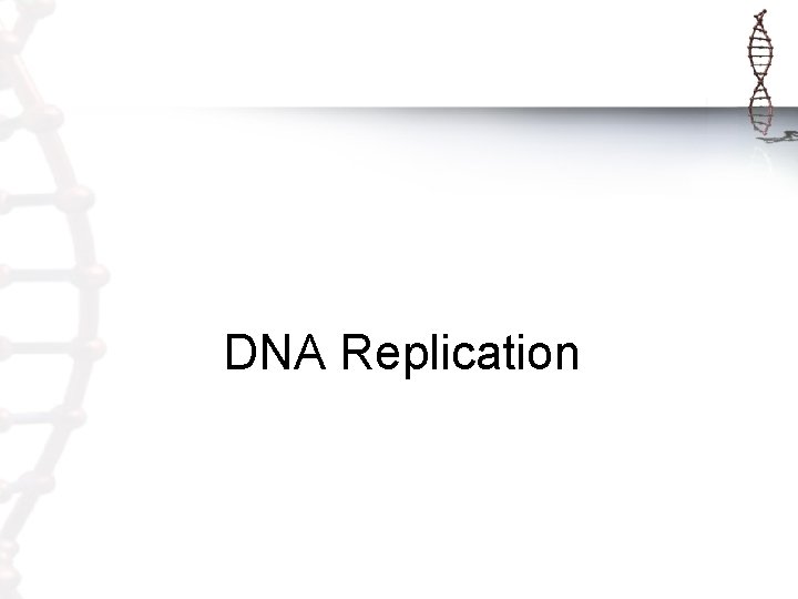 DNA Replication DNA Replication