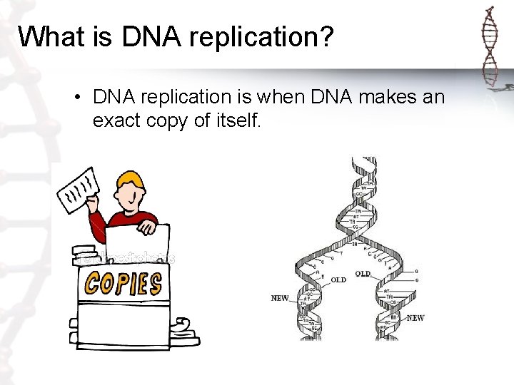 What is DNA replication? • DNA replication is when DNA makes an exact copy What is DNA replication? • DNA replication is when DNA makes an exact copy