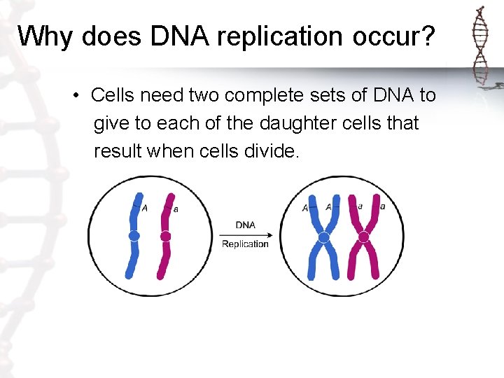 Why does DNA replication occur? • Cells need two complete sets of DNA to Why does DNA replication occur? • Cells need two complete sets of DNA to