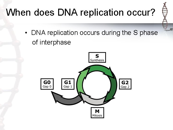When does DNA replication occur? • DNA replication occurs during the S phase of When does DNA replication occur? • DNA replication occurs during the S phase of