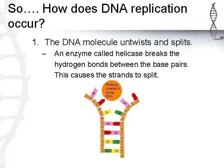 So…. How does DNA replication occur? 1. The DNA molecule untwists and splits. – So…. How does DNA replication occur? 1. The DNA molecule untwists and splits. –