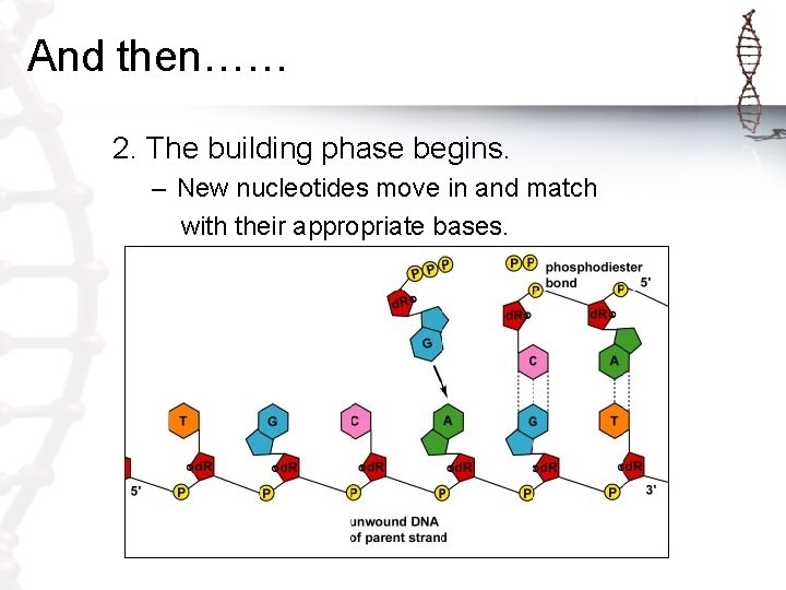 And then…… 2. The building phase begins. – New nucleotides move in and match And then…… 2. The building phase begins. – New nucleotides move in and match