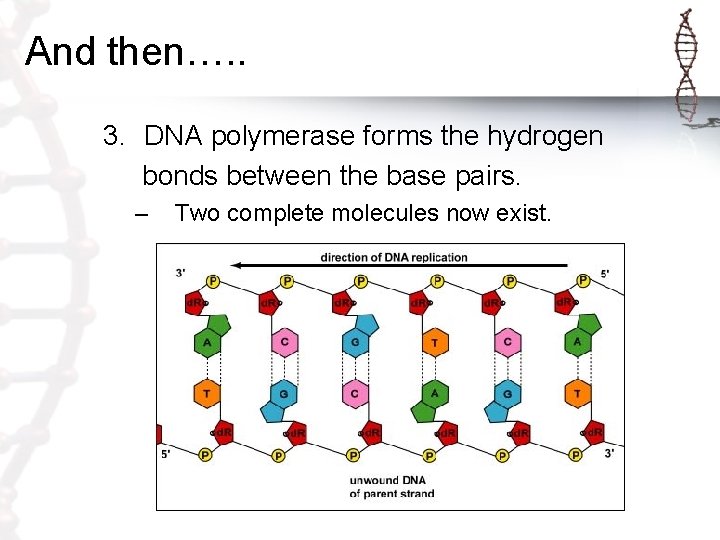 And then…. . 3. DNA polymerase forms the hydrogen bonds between the base pairs. And then…. . 3. DNA polymerase forms the hydrogen bonds between the base pairs.
