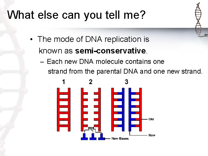 What else can you tell me? • The mode of DNA replication is known What else can you tell me? • The mode of DNA replication is known