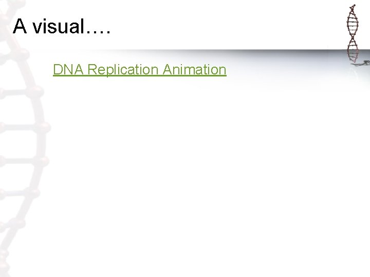A visual…. DNA Replication Animation A visual…. DNA Replication Animation