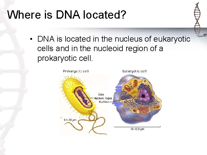 Where is DNA located? • DNA is located in the nucleus of eukaryotic cells Where is DNA located? • DNA is located in the nucleus of eukaryotic cells