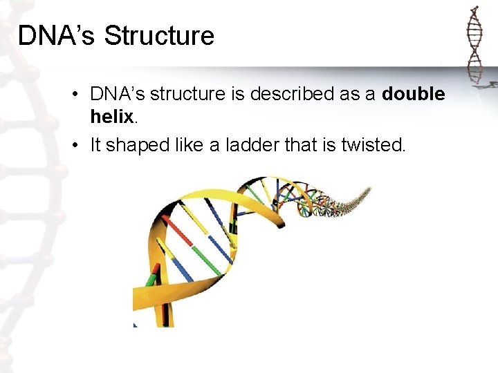 DNA’s Structure • DNA’s structure is described as a double helix. • It shaped DNA’s Structure • DNA’s structure is described as a double helix. • It shaped