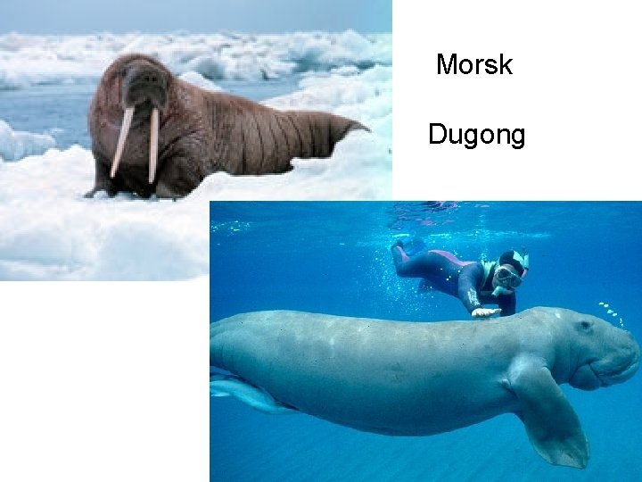 Morsk • Dugong 