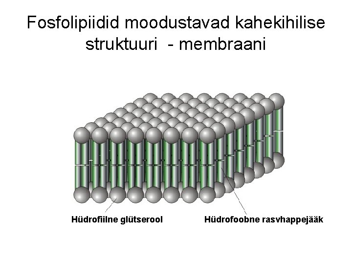 Fosfolipiidid moodustavad kahekihilise struktuuri - membraani Hüdrofiilne glütserool Hüdrofoobne rasvhappejääk 