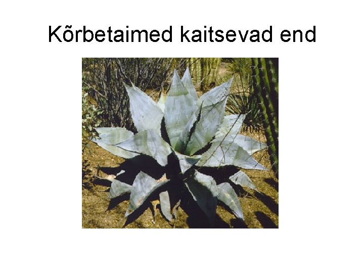 Kõrbetaimed kaitsevad end 