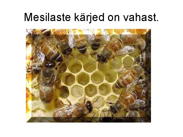 Mesilaste kärjed on vahast. 