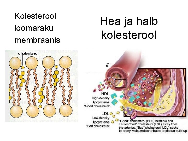 Kolesterool loomaraku membraanis Hea ja halb kolesterool 