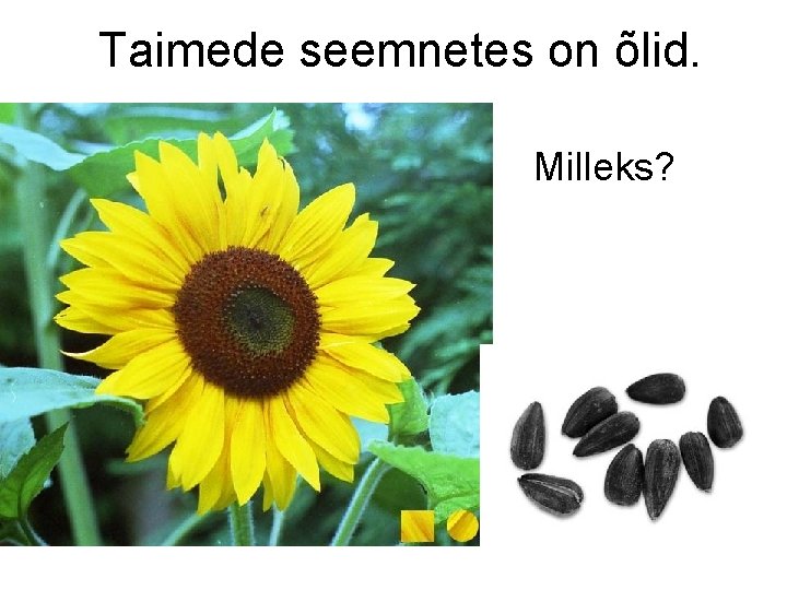 Taimede seemnetes on õlid. Milleks? 