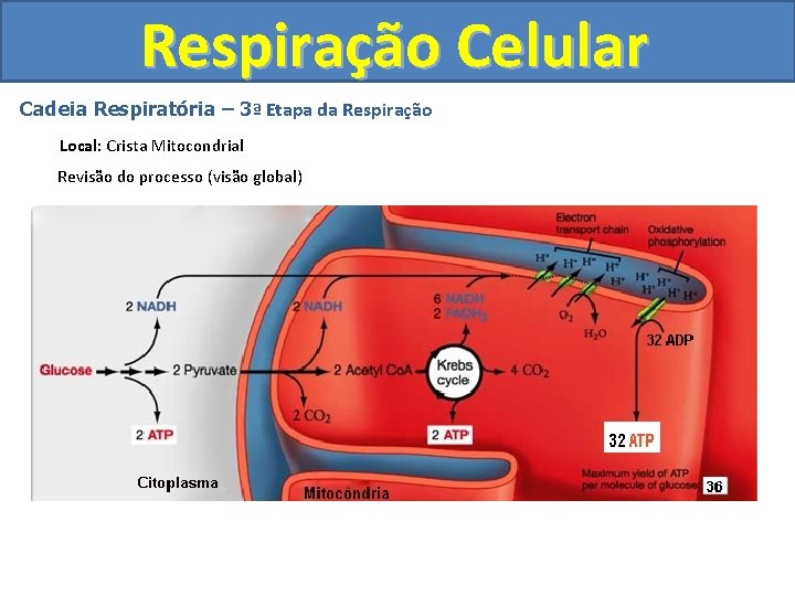 Respiração Celular Cadeia Respiratória – 3ª Etapa da Respiração Local: Crista Mitocondrial Revisão do