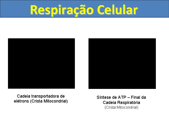 Respiração Celular Cadeia transportadora de elétrons (Crista Mitocondrial) Síntese de ATP – Final da