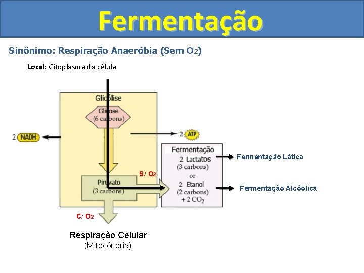 Fermentação Sinônimo: Respiração Anaeróbia (Sem O 2) Local: Citoplasma da célula Fermentação Lática S/