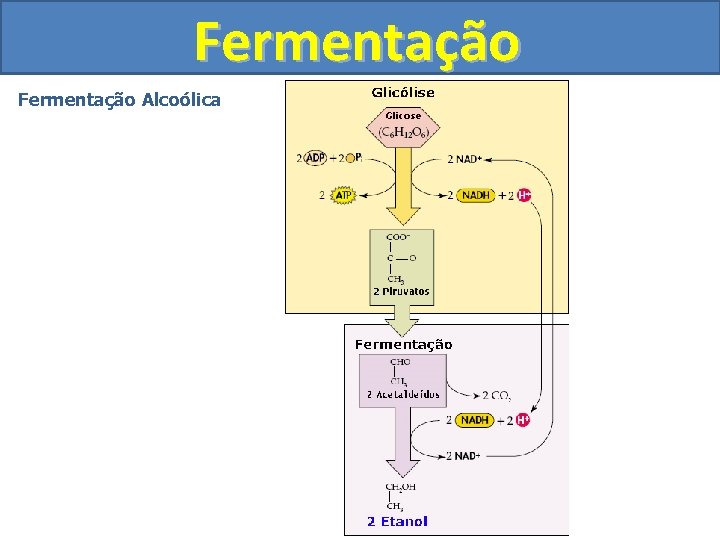 Fermentação Alcoólica 