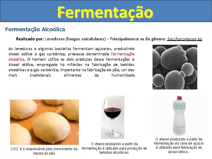 Fermentação Alcoólica Realizado por: Leveduras (fungos unicelulares) – Principalmente as do gênero: Saccharomyces sp.