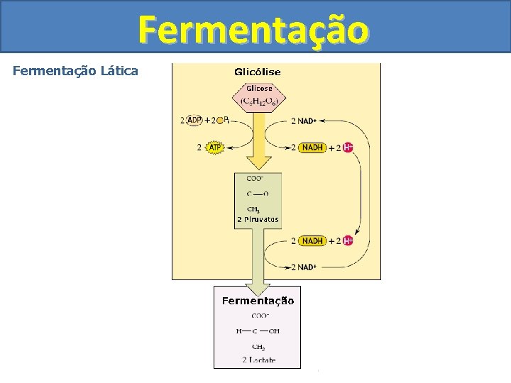 Fermentação Lática 