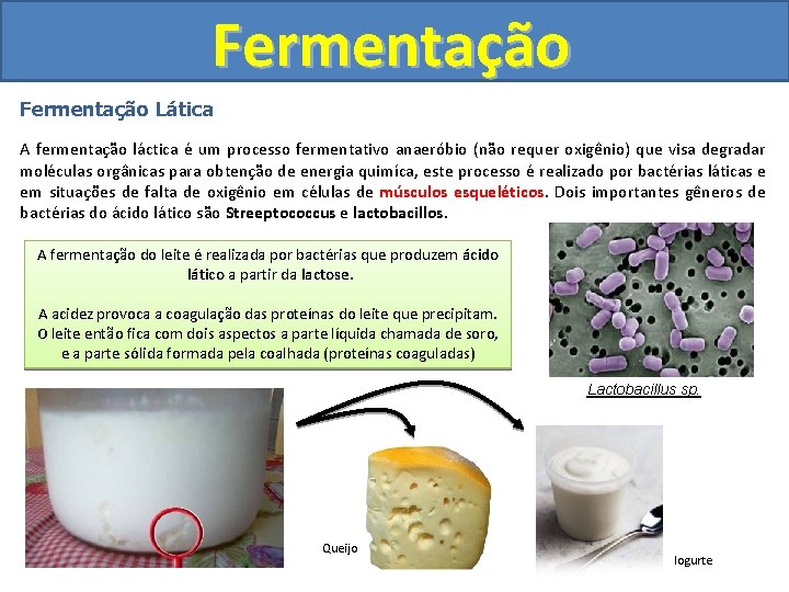 Fermentação Lática A fermentação láctica é um processo fermentativo anaeróbio (não requer oxigênio) que