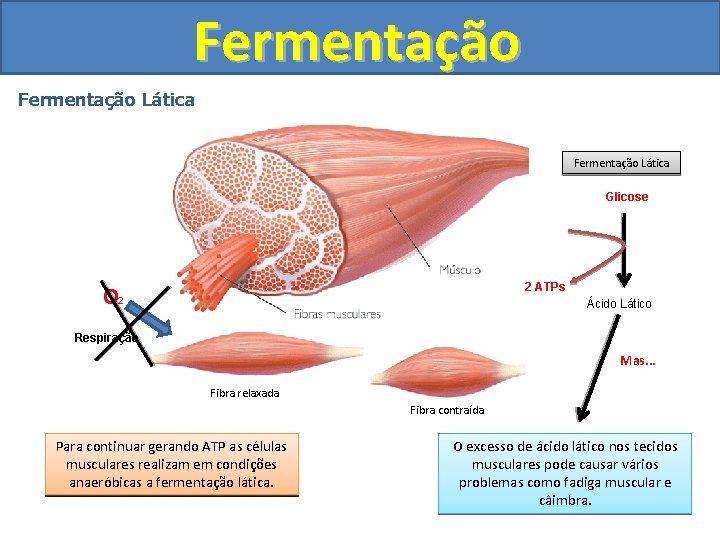 Fermentação Lática Glicose 2 ATPs O 2 Ácido Lático Respiração Mas. . . Fibra