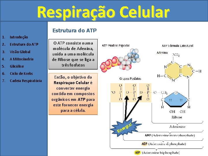 Respiração Celular Estrutura do ATP 1. Introdução 2. Estrutura do ATP 3. Visão Global