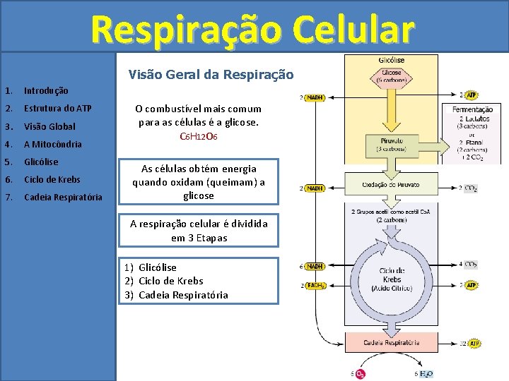 Respiração Celular Visão Geral da Respiração 1. Introdução 2. Estrutura do ATP 3. Visão