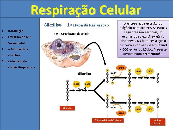 Respiração Celular Glicólise – 1ª Etapa da Respiração 1. Introdução 2. Estrutura do ATP