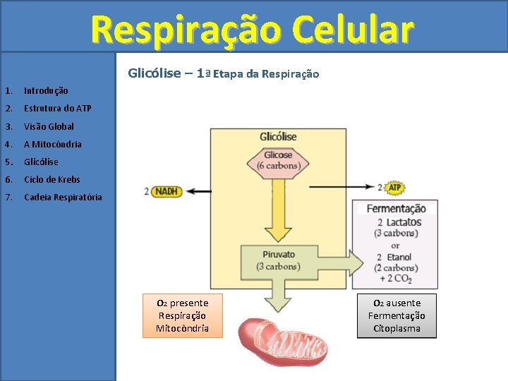 Respiração Celular Glicólise – 1ª Etapa da Respiração 1. Introdução 2. Estrutura do ATP